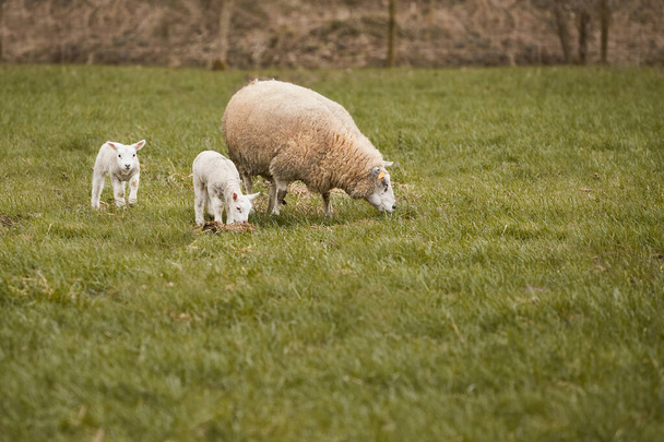 Фламандская овца с двумя ягнятами на лугу - Фото, изображение