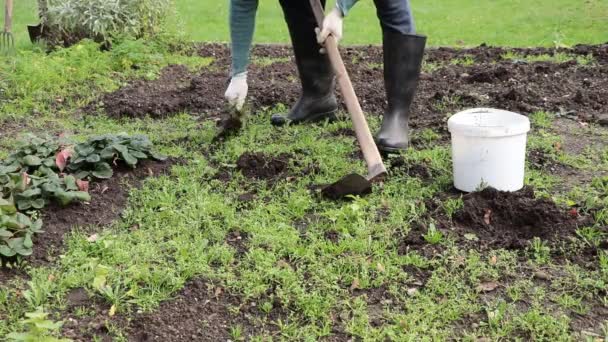 Из-за Ковид-19 мужчина решил избавиться от сорняков в своём саду. Он использует лопату и руки, а затем расшатывает почву, как крот. Снимок видео Full HD 60 кадров в секунду. - Кадры, видео