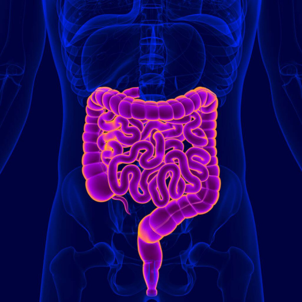 Anatomia humana do sistema digestivo da ilustração 3D (intestino pequeno e grande) para o conceito médico - Foto, Imagem