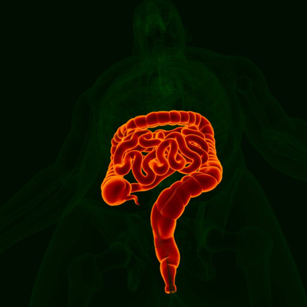 Illustration 3D Anatomie du système digestif humain (petit et gros intestin) pour concept médical - Photo, image