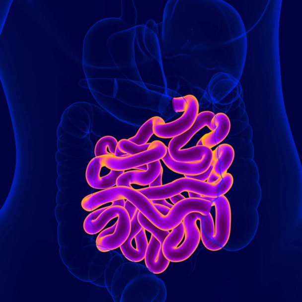 3D иллюстрация Анатомия пищеварительной системы человека (Малый кишечник) для медицинской концепции - Фото, изображение