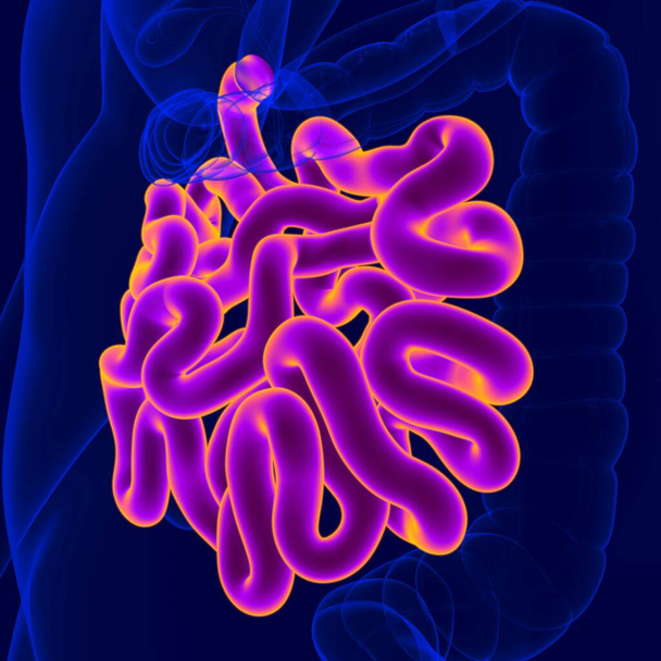 Ilustración 3D Anatomía del sistema digestivo humano (intestino delgado) para el concepto médico - Foto, Imagen