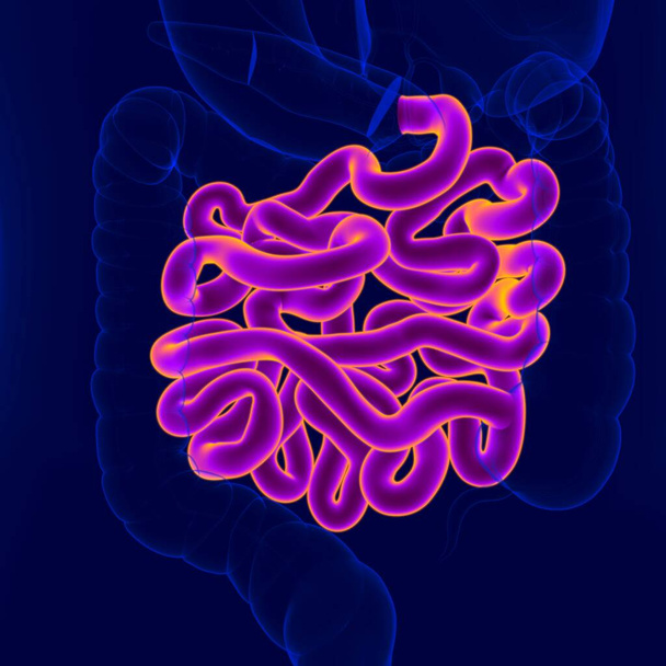 Illustration 3D Anatomie du système digestif humain (intestin grêle) pour concept médical - Photo, image