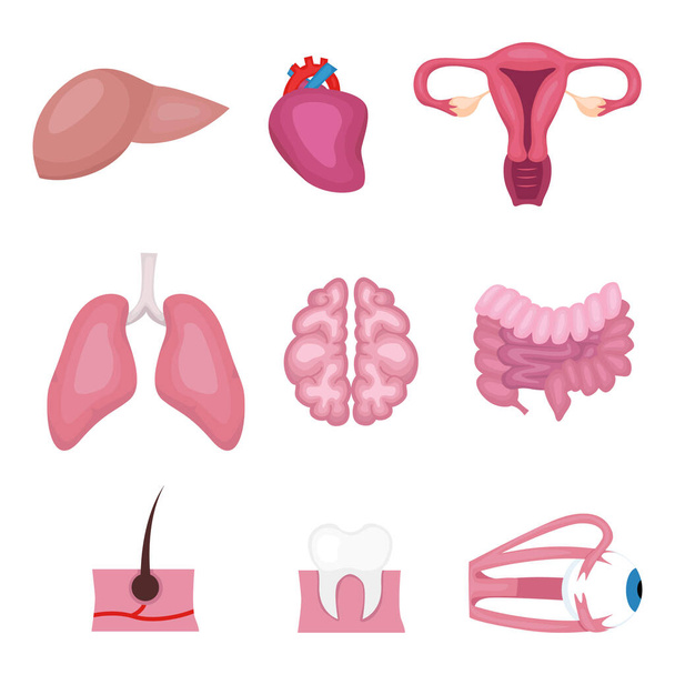 Human organs icons collection - Vector, Image