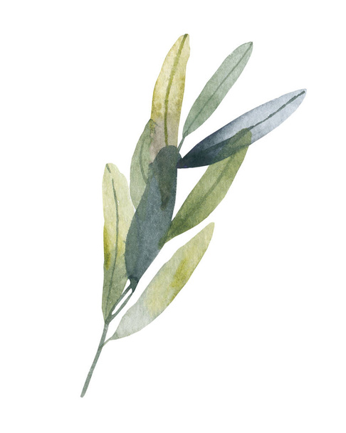 Eucalyptus seeded silver dollar tree leaves designer art, foliage, natural branches elements in watercolor rustic style set collection. - 写真・画像