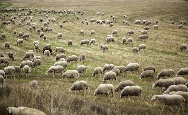 Rebaño de ovejas en el campo, animales de granja libres, ganadero - Foto, Imagen