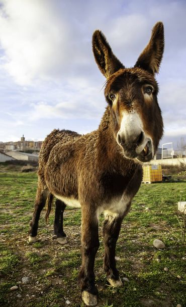 Brown donkey in field, free farm animals, agriculture - Photo, Image