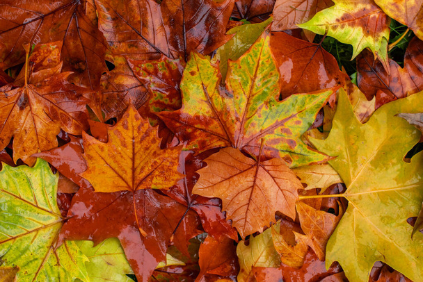 様々な形や色の湿った葉。秋の背景. - 写真・画像