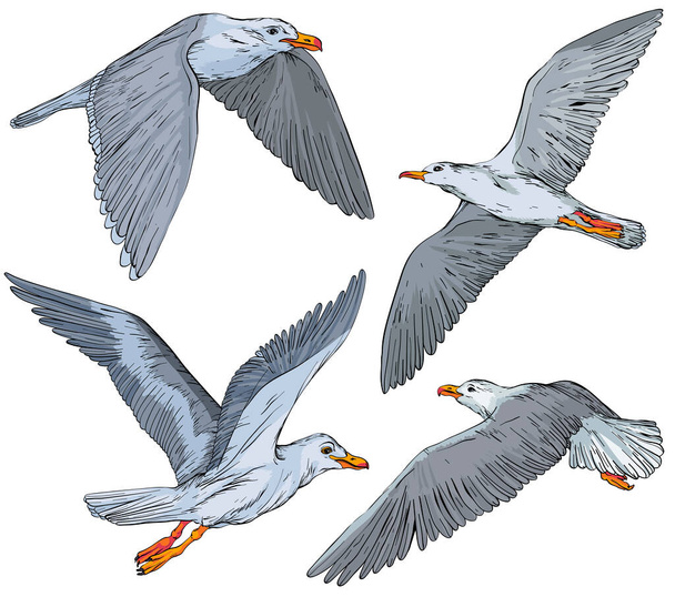 Set of hand drawn seagulls - Vettoriali, immagini