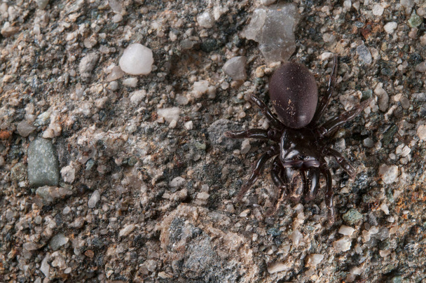 Purse web spider (Atypus affinis), Italia - Foto, imagen