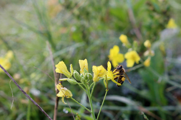La abeja primeriza sobre la flor amarilla recoge el néctar, trabaja. Primer plano, fondo borroso - Foto, imagen