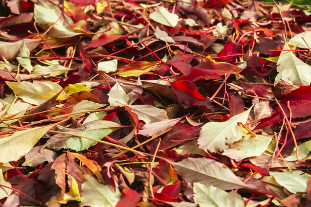 red autumn leaves background - Photo, Image