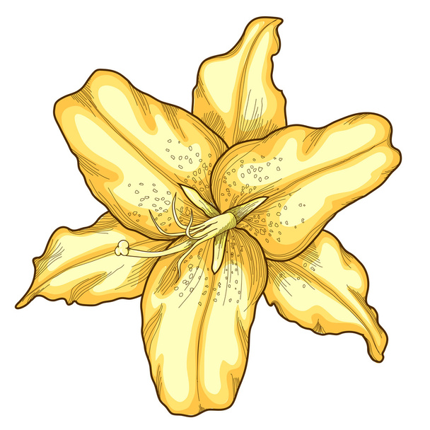 красивая лилия в стиле гравировки и акварели
 - Вектор,изображение