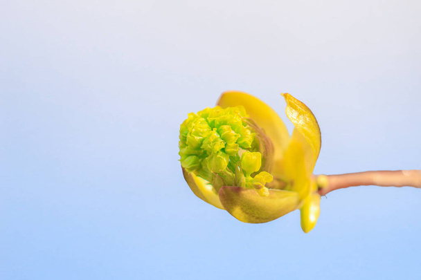 Зеленый цветок бутона ранней весной против голубого неба - Фото, изображение