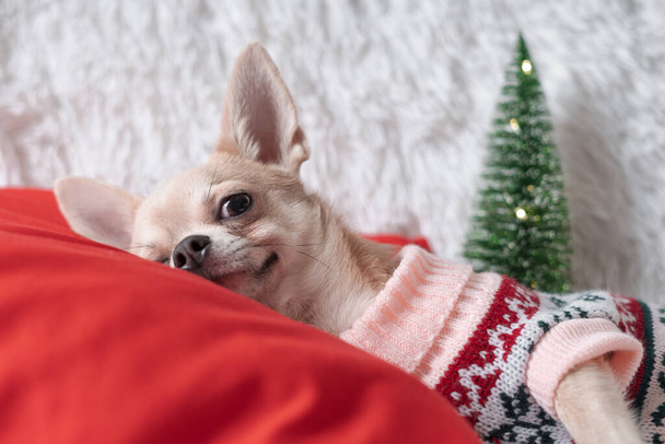 Adorable little Christmas dog chihuahua dog in sweater lies on a blanket - Fotoğraf, Görsel