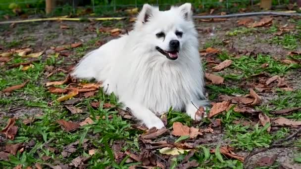 Белая собака Вольпино, Итальянский шпиц, Померанец с длинными волосами, Взрослые животные - Кадры, видео