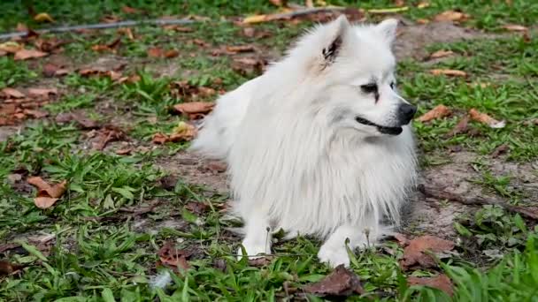 Hund White Volpino, Italienischer Spitz, Pommer mit langen Haaren, ausgewachsenes Tier - Filmmaterial, Video