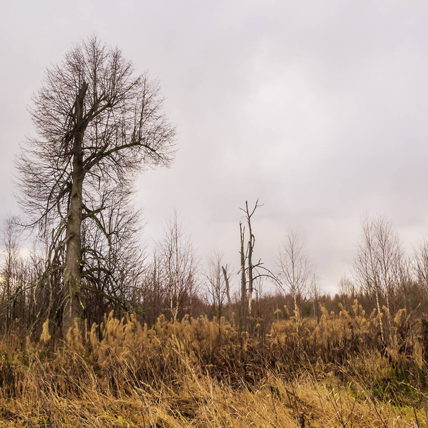 hátborzongató száraz fa egy üres telken ősszel - Fotó, kép