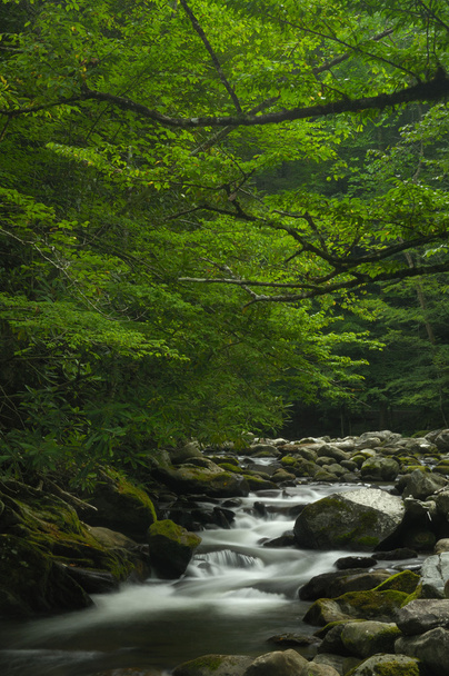 Tremont en el Parque Nacional Great Smoky Mountains, TN USA
 - Foto, Imagen