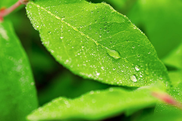 падіння роси на зеленому листі жимолості, крупним планом. весняна роса вранці
 - Фото, зображення