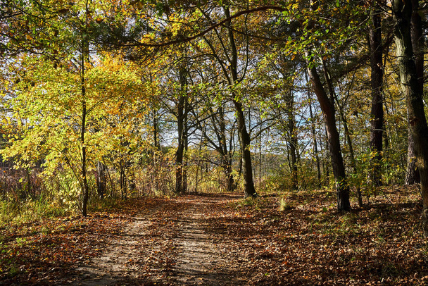 parte em uma estrada de terra na floresta durante o outono na Polônia - Foto, Imagem