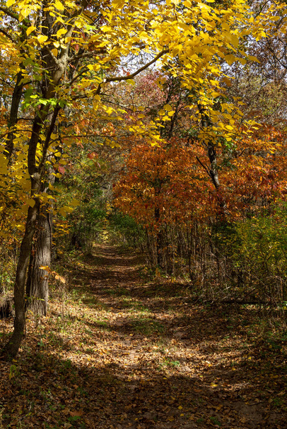 Piękne i żywe kolory jesieni / jesieni w lesie. Las Stanowy Sand Ridge, Illinois, USA. - Zdjęcie, obraz