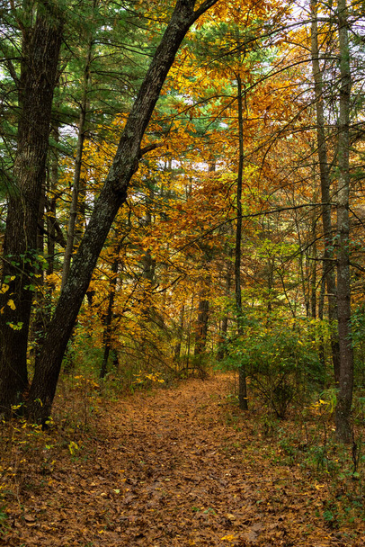 Beautiful and vibrant fall/autumn colors in the forest.  Sand Ridge State Forest, Illinois, USA. - Foto, Bild