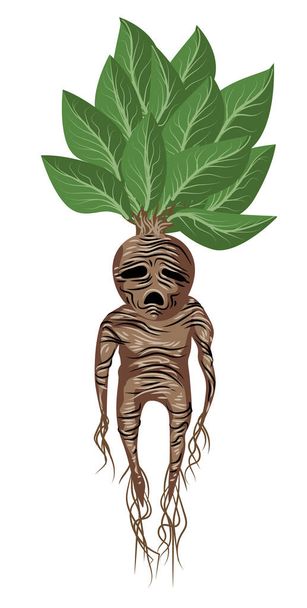 Mandrake Root Vector Character Isolated on White Stock Vector