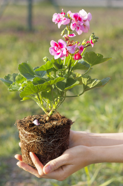 Gardening - Planting geraniums - Foto, Bild