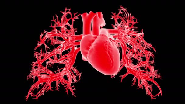 Анатомия человеческого сердца Пульсирующее сердцебиение для медицинской концепции 3D иллюстрация - Кадры, видео