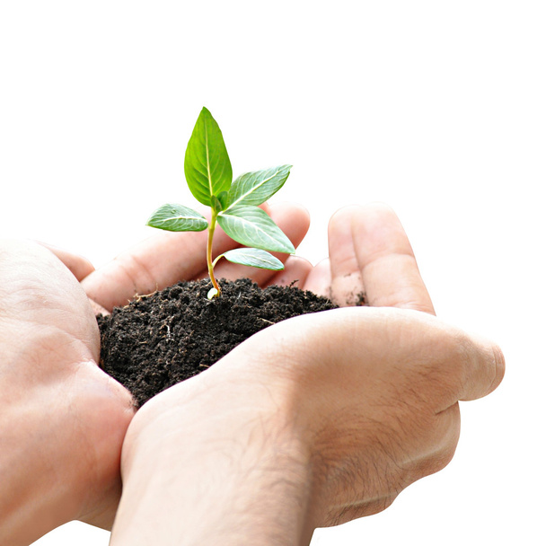 Рука держит зеленое семя с почвой
 - Фото, изображение