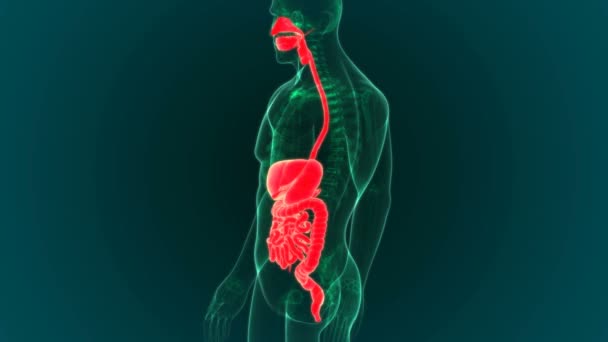 Das menschliche Verdauungssystem besteht aus dem Magen-Darm-Trakt sowie den Verdauungsorganen (Zunge, Speicheldrüsen, Bauchspeicheldrüse, Leber und Gallenblase).) - Filmmaterial, Video