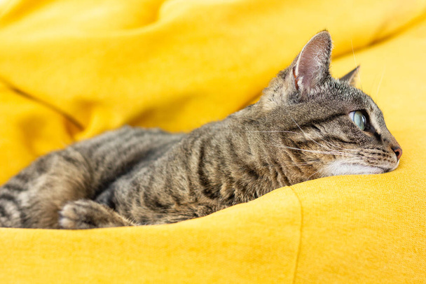 Mignon chat tabby avec les yeux verts repose sur le sac de haricot jaune. - Photo, image
