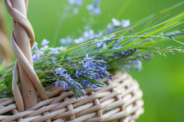 Veronica austriaca petites fleurs violettes dans le pré en été. Dans un panier en osier au point de collecte des herbes médicinales. plante utilisée en médecine et en homéopathie. - Photo, image