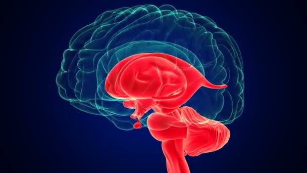 Anatomía interna del cerebro humano de la representación 3D para el concepto médico - Imágenes, Vídeo