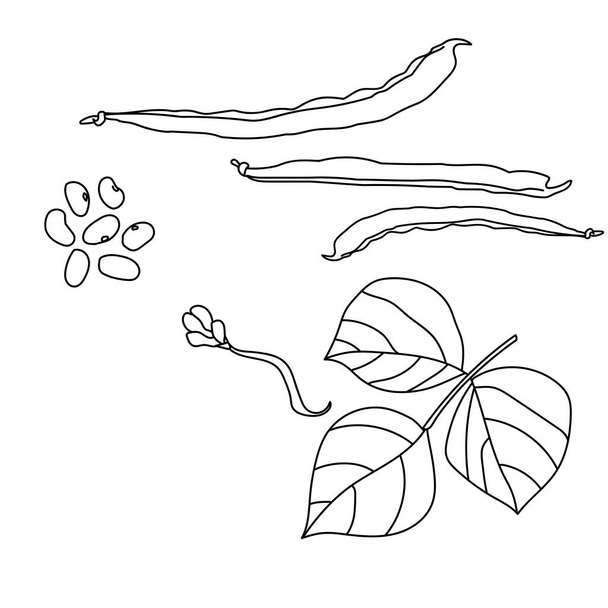 Zestaw części roślinnych haricot, liście i kwiat, pod z nasion i fasoli zarys wektor ilustracji projektu - Wektor, obraz