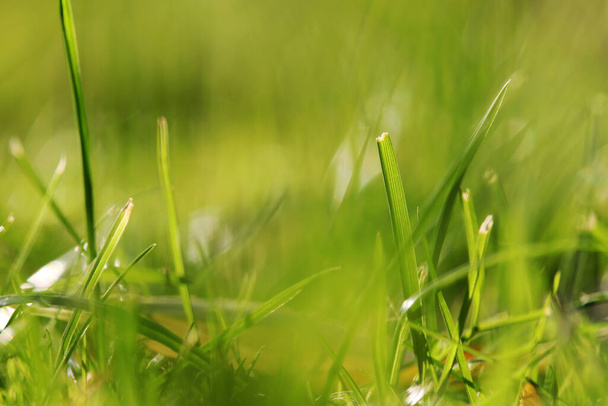 Foto borrosa de hierbas verdes y hojas de hierba en un prado - Foto, Imagen