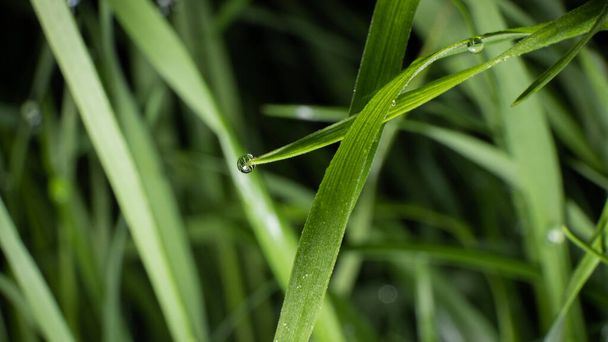 a drop of dew on the grass - Photo, image