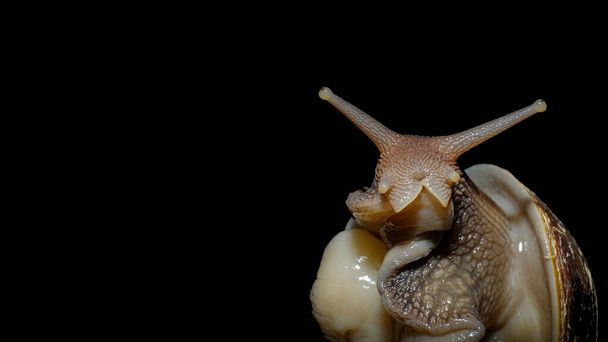the Achatina snail emerged from its shell, isolated in close-up against a black background - Foto, afbeelding