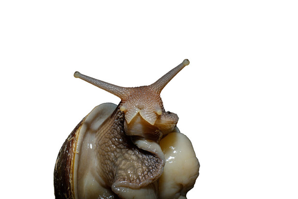 the snail Achatina closeup isolated on white background - Фото, изображение