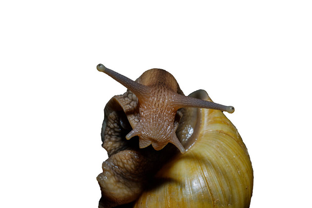 the snail Achatina closeup isolated on white background - Photo, image