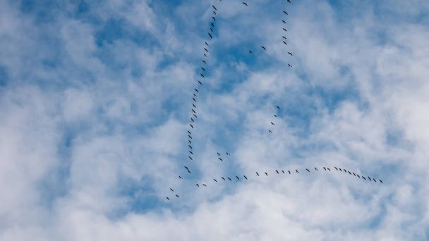 Klucze żurawi latają jesienią na błękitnym niebie - Zdjęcie, obraz