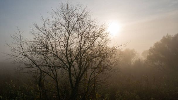 Jesienne drzewo bez liści we mgle w porannym słońcu - Zdjęcie, obraz