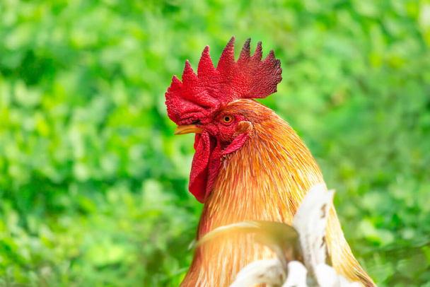 Portrait of a red rooster in profile - Photo, Image