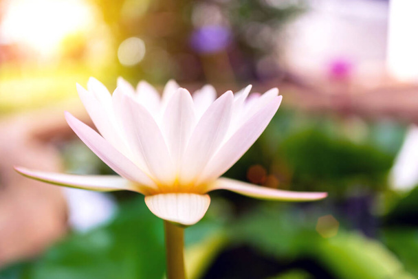 Закрытие чистого белого цветка лотоса с боке, мягкий фокус, где белый цветок лотоса цветет в пруду размыл фон, утренний солнечный свет светит на красивый белый лотос bsom. - Фото, изображение
