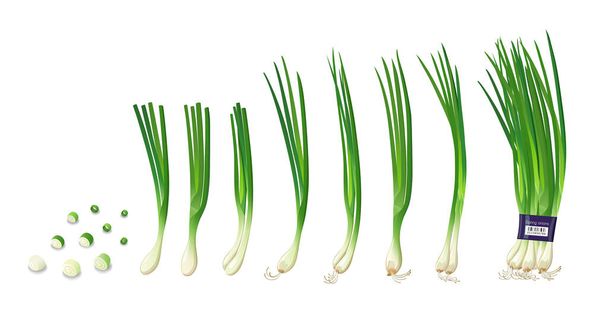 Collections d'oignons de printemps, isolés sur fond blanc, illustration vectorielle Eps 10 - Vecteur, image