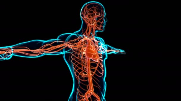 Corazón humano con anatomía del sistema circulatorio para la ilustración 3D del concepto médico - Metraje, vídeo