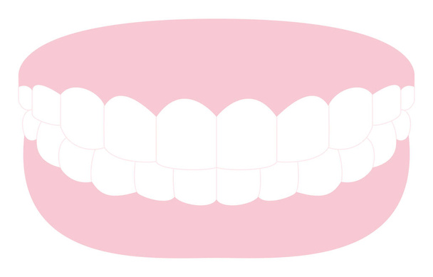 Естетична стоматологія, ілюстрація білих зубів і рожевих ясен
 - Вектор, зображення