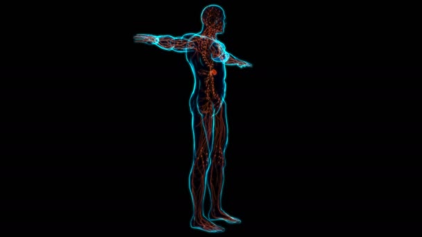 Anatomie humaine de nœuds lymphatiques pour l'illustration 3D de concept médical - Séquence, vidéo