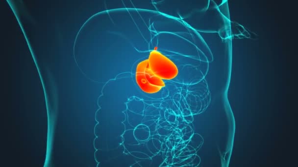 Anatomie der menschlichen Gallenblase mit Verdauungssystem für medizinisches Konzept 3D Illustration - Filmmaterial, Video